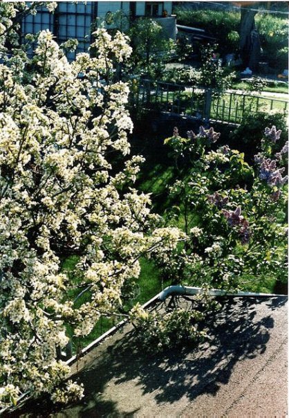 Wilum's roof view with pear tree and lilac
