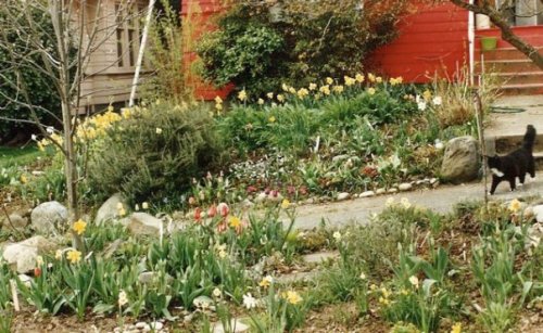 front garden, April, with Orson