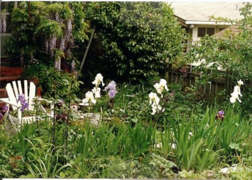 back garden with irises