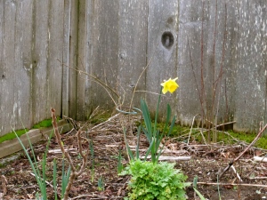 6 Feb, the very first Narcissus in the very northeast corner of our garden.