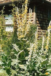 Verbascum at Gil's
