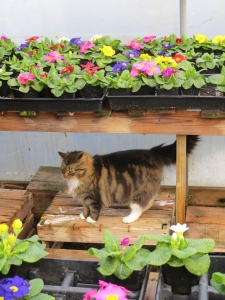primroses and shop cat