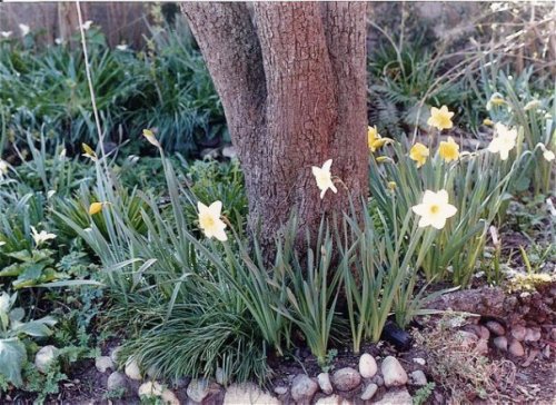 Narcissi by the pear tree