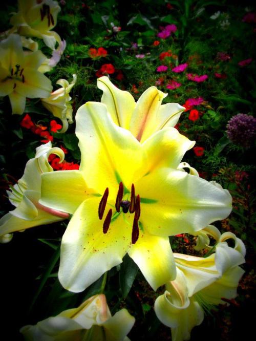 yellow lily with green throat