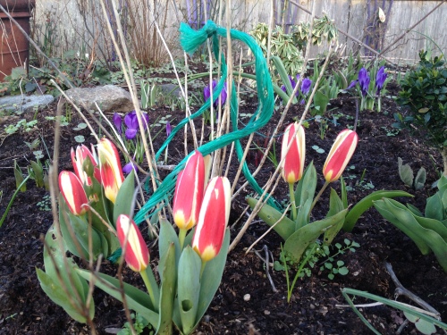 early tulips