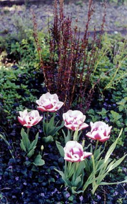 Tulips and Barberry 'Helmond's Pillar'