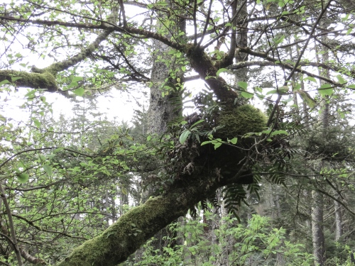 licorice fern in tree