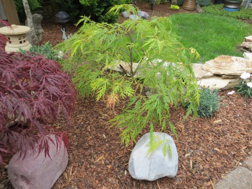 one of the three new maples recently acquired from The Planter Box