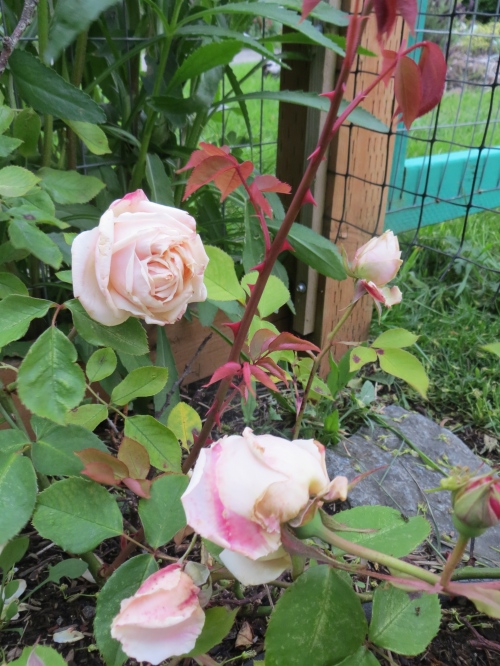 a new rose by the west gate