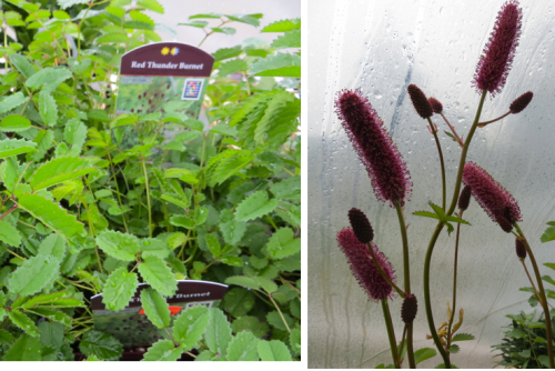 Sanguisorba 'Red Thunder' and another