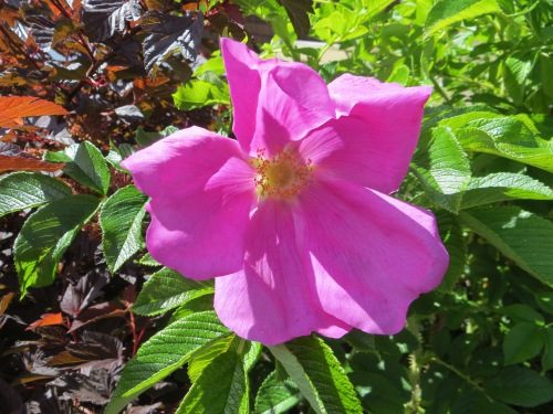 a fragrant rugosa rose in the hedge