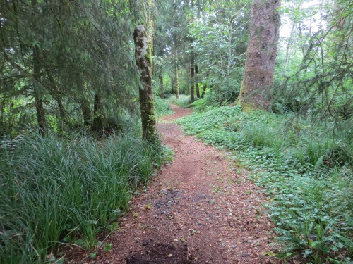 woodland path