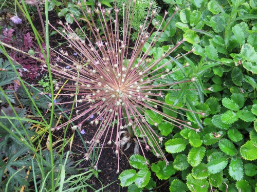 Allium schubertii