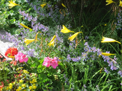 roses, catmint, daylilies