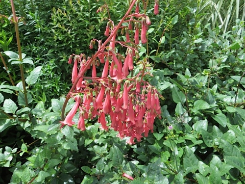Phygelius (cape fuchsia) comes in several colours. Hummingbirds love it. July 10