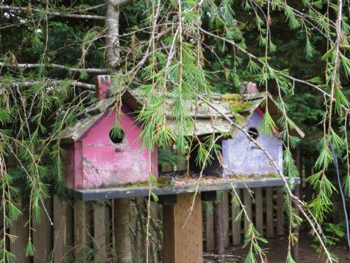 rustic birdhouses in woodsy south side garden