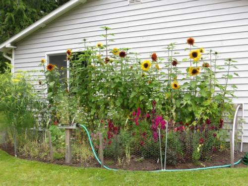 sunflowers against the "extra house"