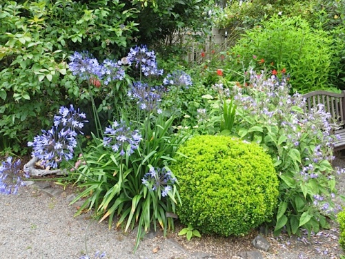 the blues:  Agapanthus and Strobilanthes
