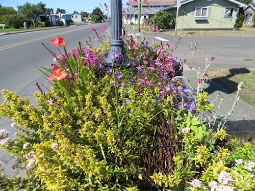 northernmost planter on east side of Pacific