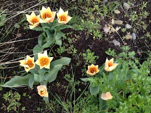 early tulips