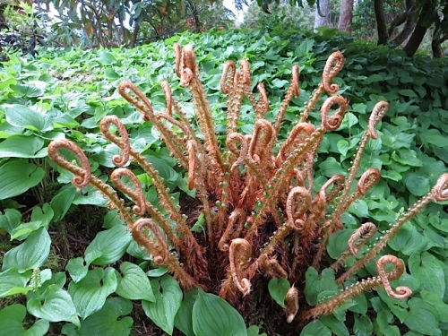 Allan pointed out how meticulously the old fronds of the sword ferns were clipped.