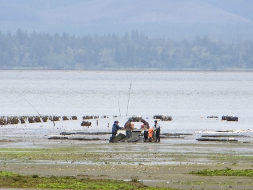 We saw oystering out on Willapa Bay.
