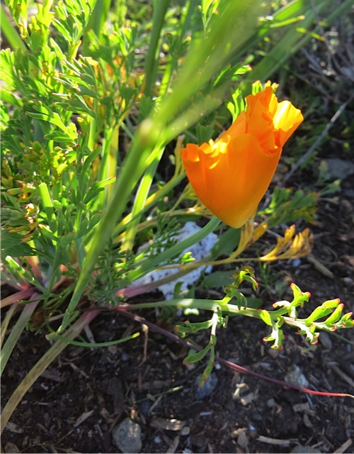just ONE California poppy flower although there are many many seedlings.