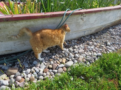 Felix accompanied me and plants to the boat garden.