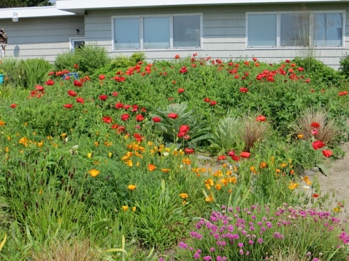 poppies, looking east to the house