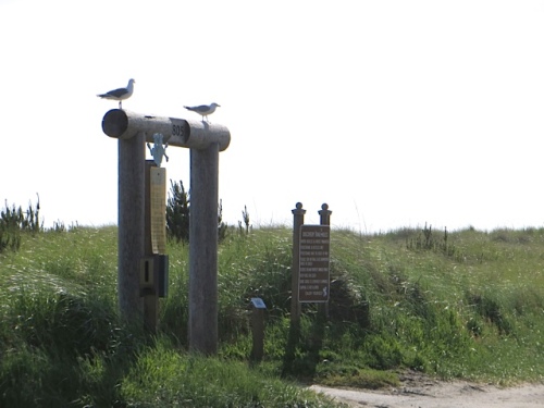 These two seagulls at a Discovery Trail entrance looked like carvings...