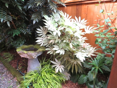 Fatsia japonica 'Spider's Web' (I was thrilled to recognize a plant!) 