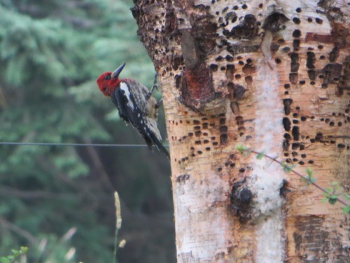 nearby, a woodpecker at work