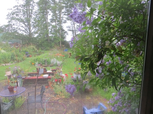 A lovely coolness out my back window told me "No watering today!"