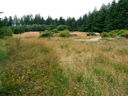 Allan got this photo of the meadow where once upon a time potted plants for sale were displayed.