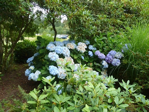 The hydrangeas caused a sensation among the tour guests.