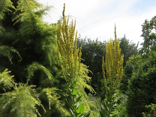 I want this tall yellow verbascum; mine don't seem to branch like that.