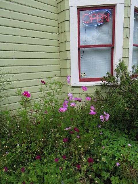 a good patch of Cosmos by the front bay window