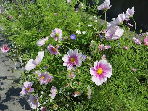 Cosmos 'Happy Ring' doing very well in the welcome sign garden.