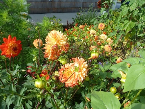 dahlias in the entry garden