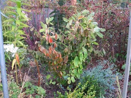 The garden looks prematurely dry and autumnal.