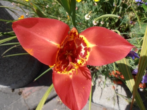 tigridia in a street planter, Allan's photo: a vibrant Mexican shell flower, seems perfectly hardy here, bulbs planted in fall or spring.