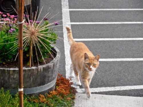 Parking Lot Cat (who despite his name, has a cushy life)