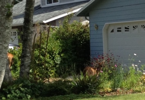 When we arrived, we found a doe and a fawn in the front garden.