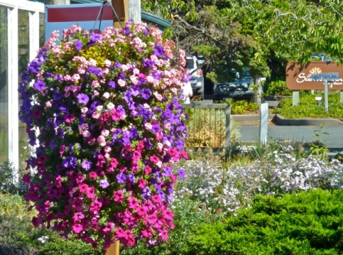 Allan's photo: hanging basket "almost as nice as Long Beach's" along the way