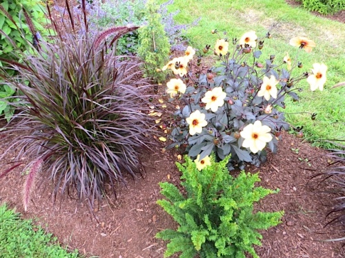 red fountain grass, a dahlia, and a dwarf conifer that looks like a fern