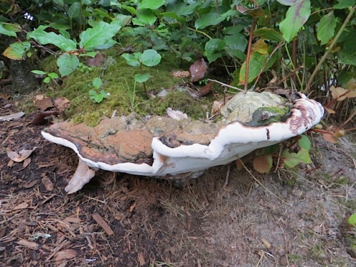an impressively large fungus at the base of some salal