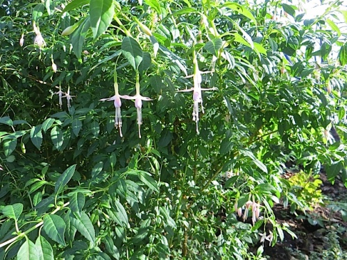 fuchsia magellanica