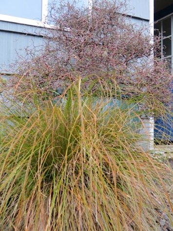 grass and corokia cotoneaster by the garage