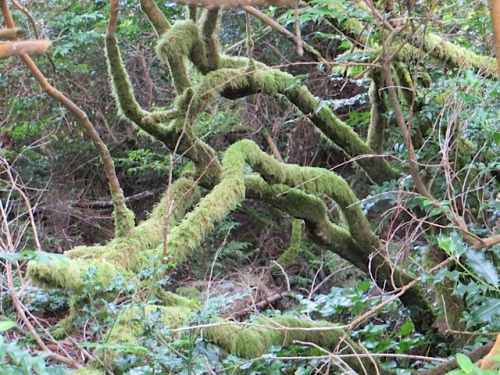mossy branches by our KBC parking spot behind the garden