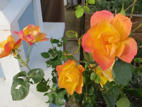 mom's Joseph's Coat rose in the garden